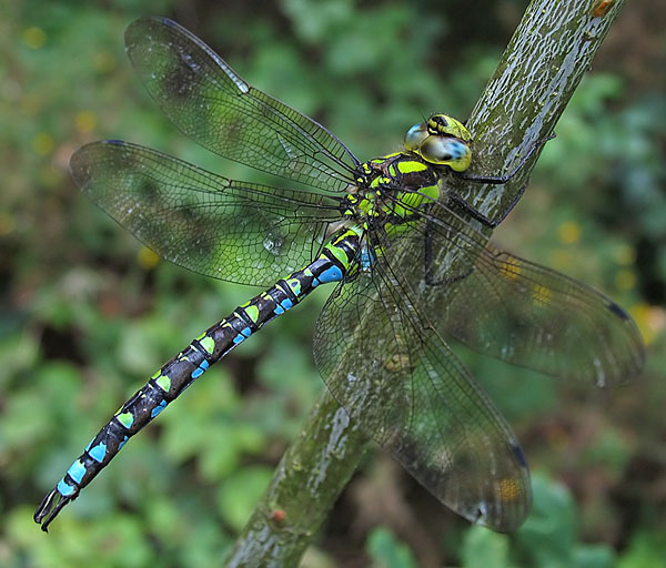 Aeshna%20cyanea%20m%202%2030-8-06.jpg